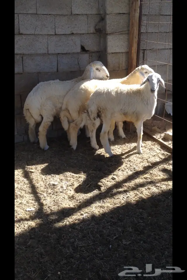 ثلاثة طليان حريه (image 3)