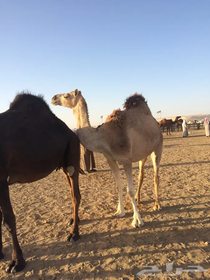 للقحات للبيع  (image 4)