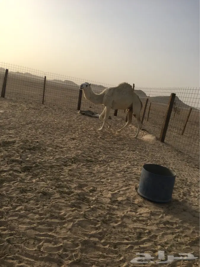 الاحسا - قعود اوضح للي (image 3)