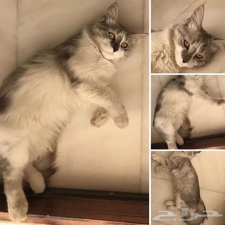 قط شيرازي للبيع  (image 1)