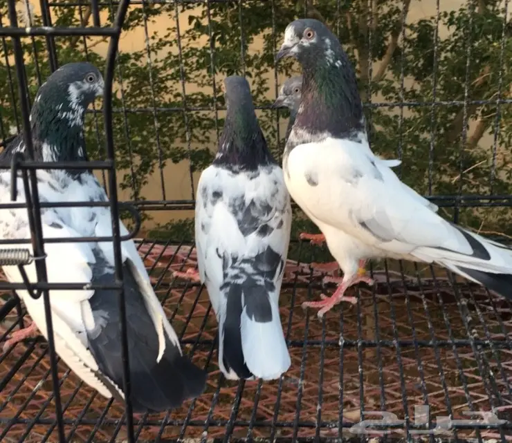 للبيع: منزل متنوع - فرصة استثمارية مميزة! (image 3)