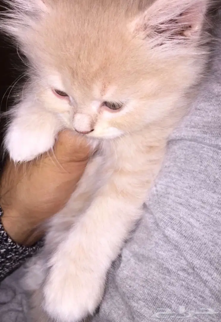 للبيع قطه ذكر عمر 4شهور 