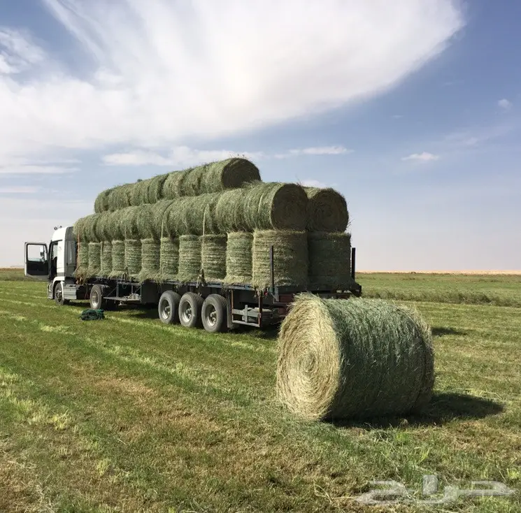 رودس للبيع موجود حملة تريله 70حبه مستودع