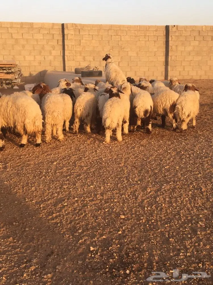 طليان ورخال نعيم العدد 39