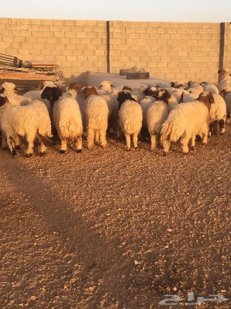 طليان ورخال نعيم العدد 39 (image 1)