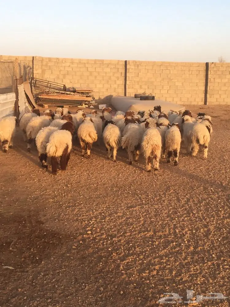 طليان ورخال نعيم العدد 39 (image 2)