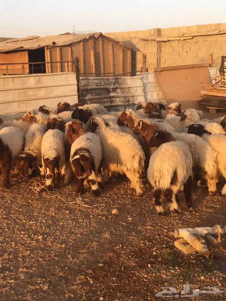 طليان ورخال نعيم العدد 39 (image 3)