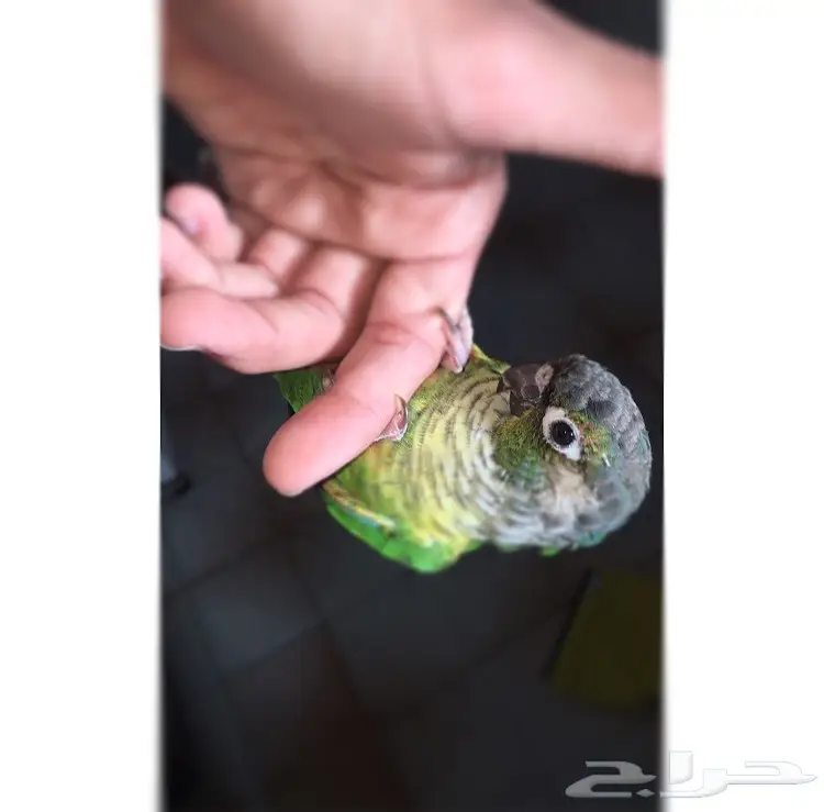 كنيور اليف جدا.  (image 3)