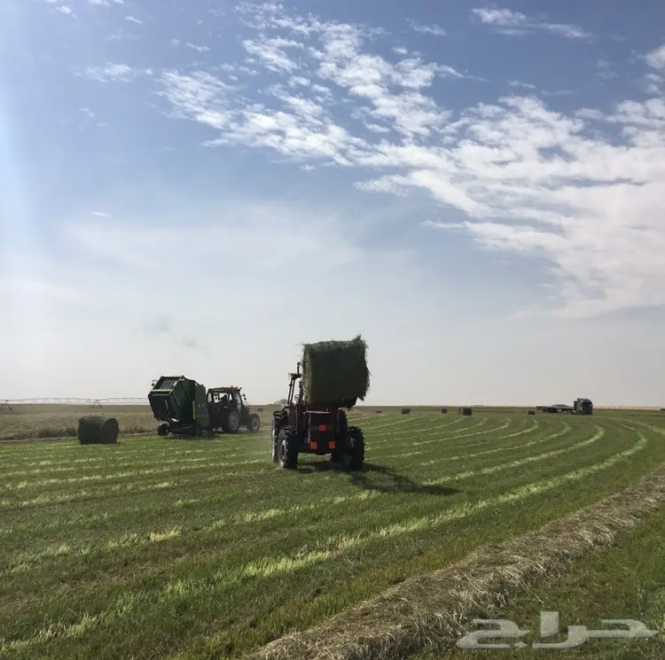 رودس للبيع موجود حملة تريله 70حبه مستودع (image 1)