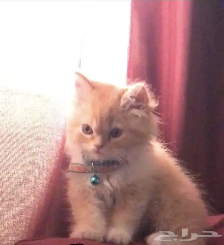 قطة للبيع  (image 1)