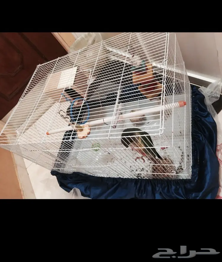 كنيور اليف جدا.  (image 4)