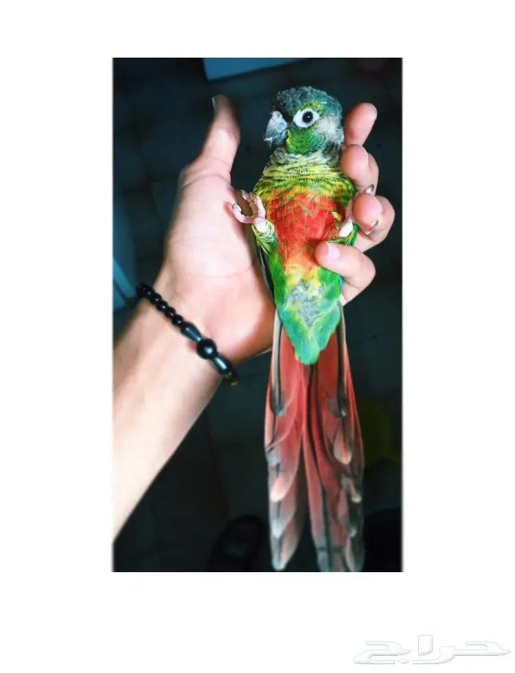 كنيور اليف جدا. 