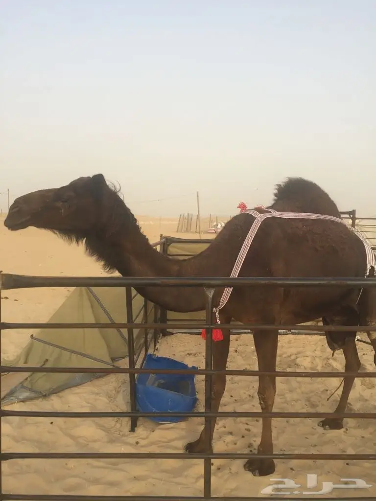 خلفه مجهم بكر منيح هديه (image 1)