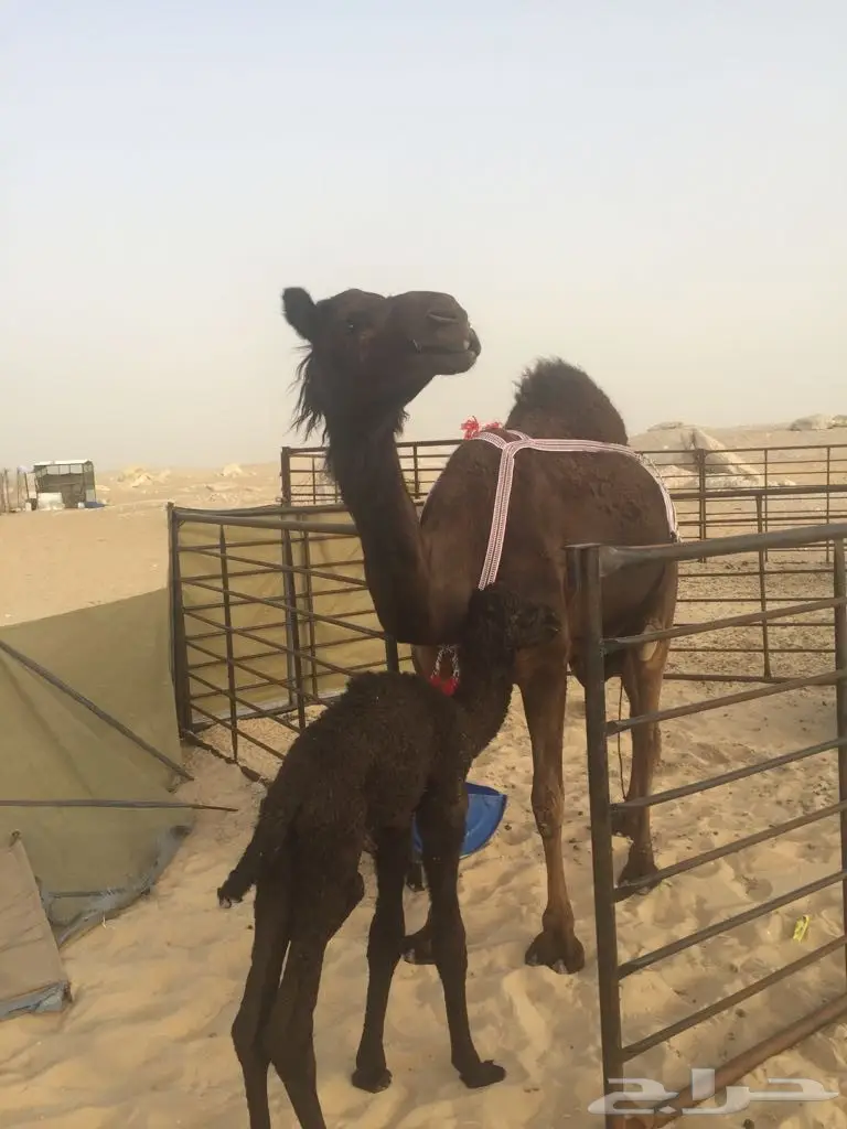 خلفه مجهم بكر منيح هديه (image 2)