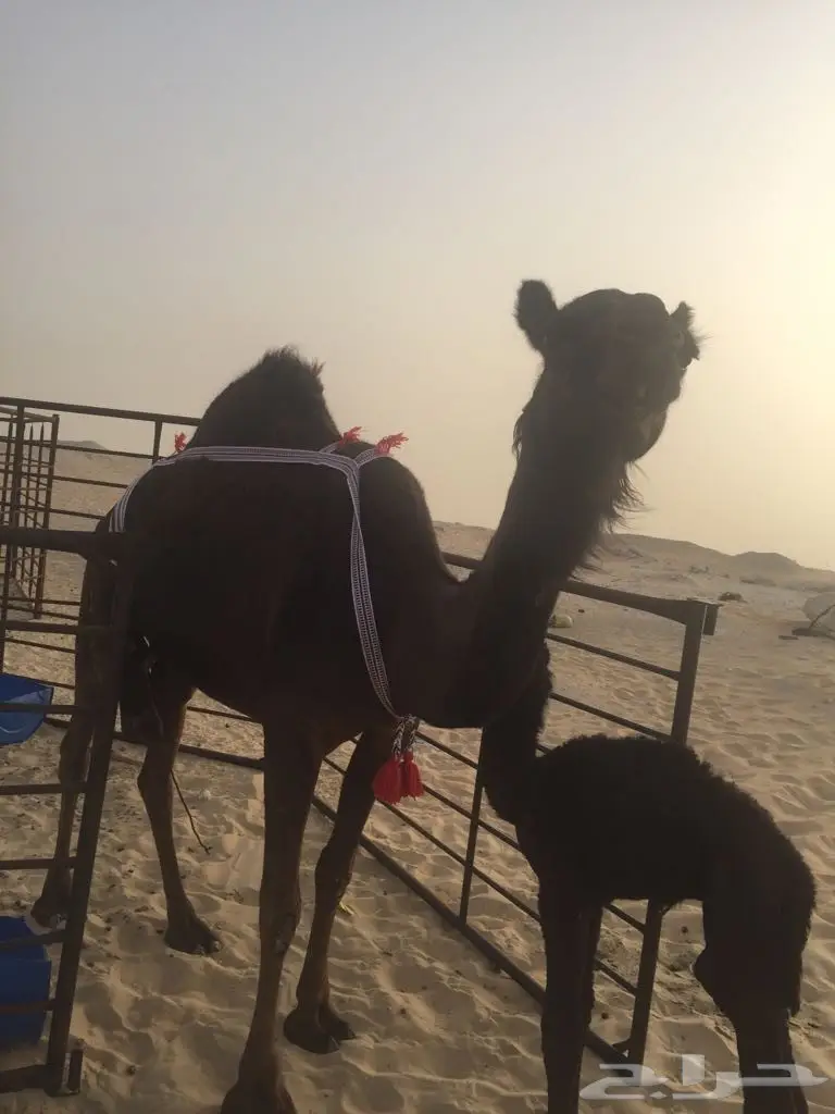 خلفه مجهم بكر منيح هديه (image 3)