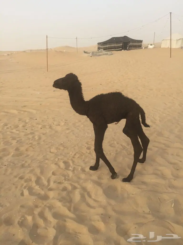 خلفه مجهم بكر منيح هديه (image 4)