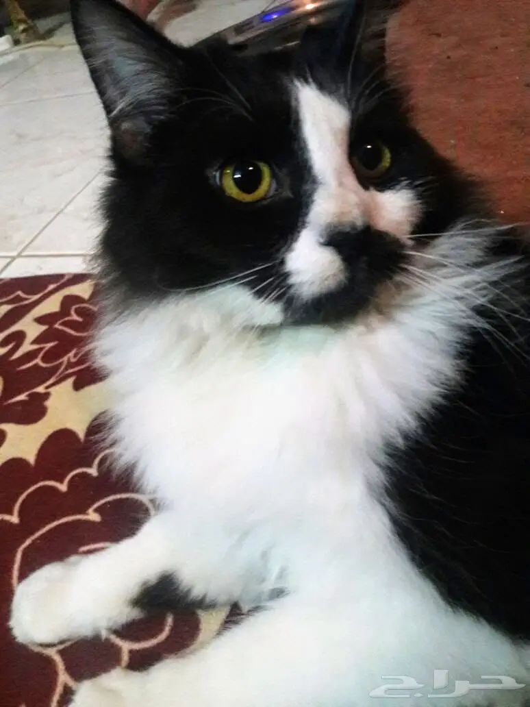 للبيع قط شيرازي امريكي 