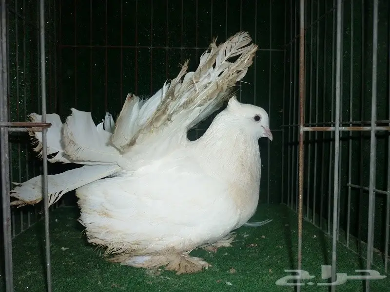 جوز رقاص امريكي ابيض (image 3)