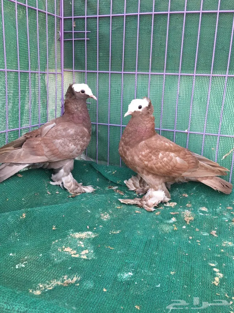 طبه ساكسون (image 3)