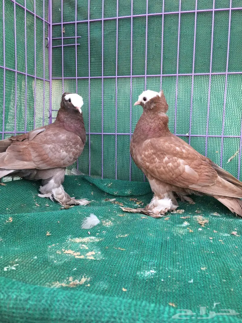 طبه ساكسون (image 4)