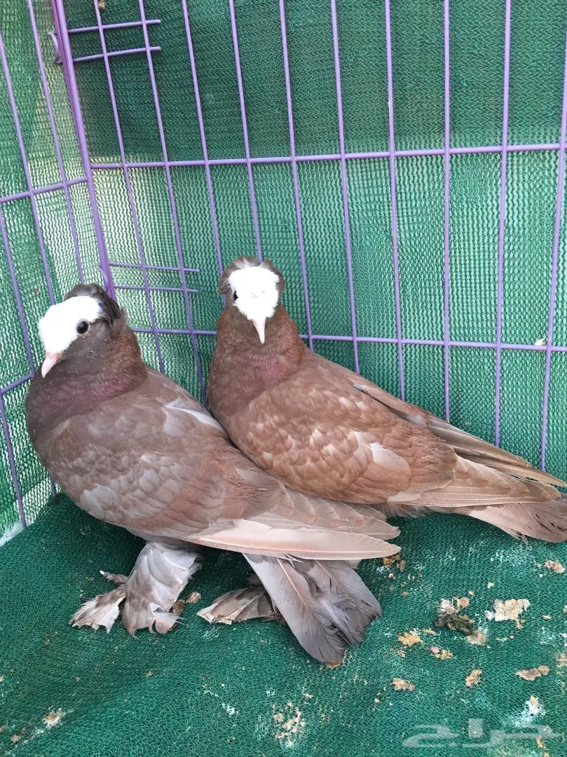 طبه ساكسون (image 7)