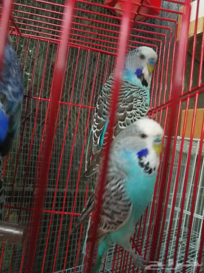 ذكرين باجي انجليزي 