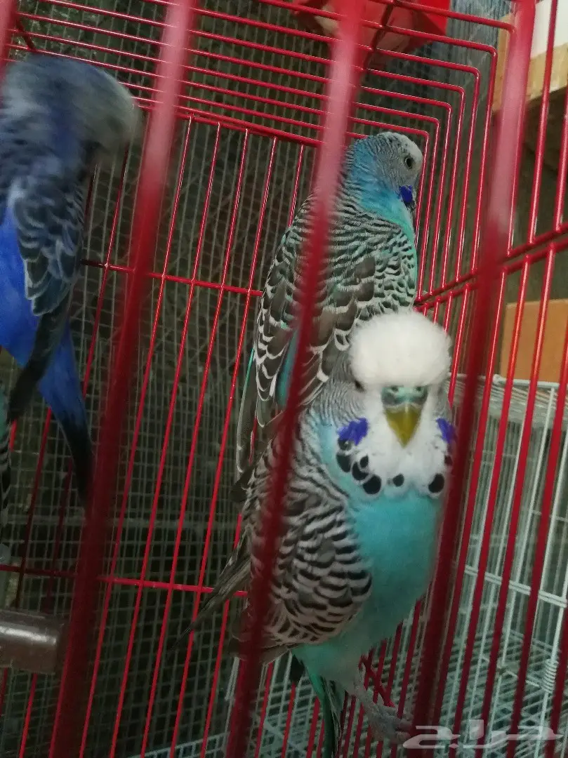 ذكرين باجي انجليزي  (image 1)