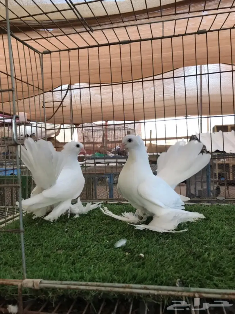 طبه كرنقو ابيض مستوه طيب 2018 Tob