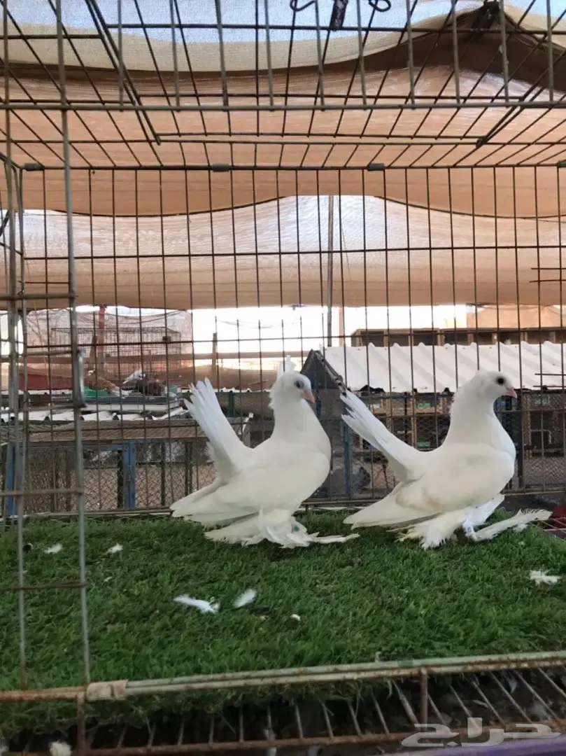 طبه كرنقو ابيض مستوه طيب 2018 Tob (image 1)