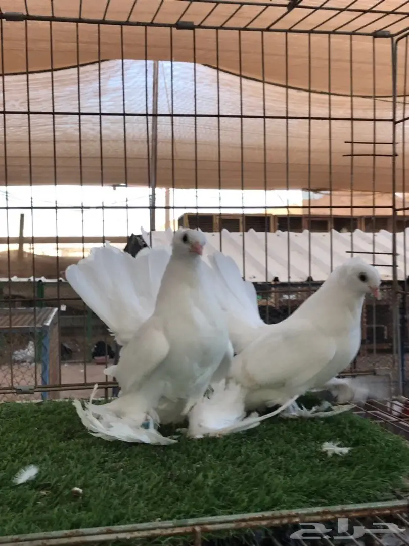 طبه كرنقو ابيض مستوه طيب 2018 Tob (image 2)