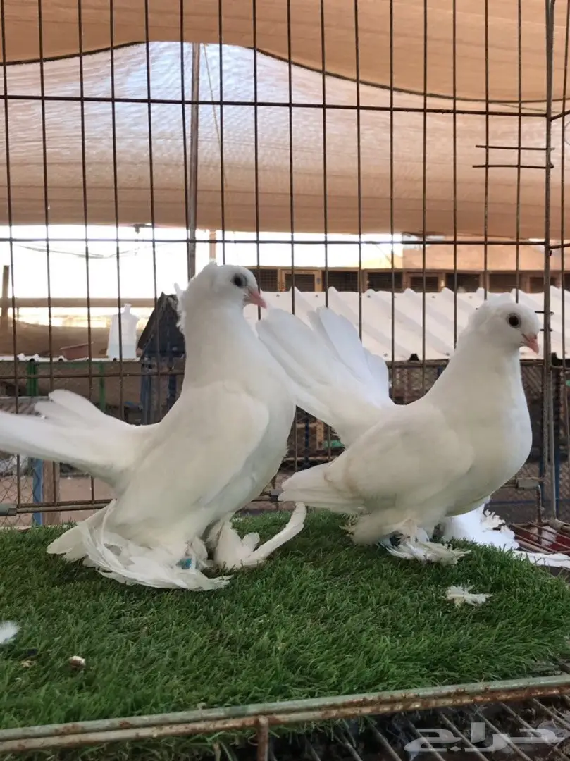 طبه كرنقو ابيض مستوه طيب 2018 Tob (image 3)