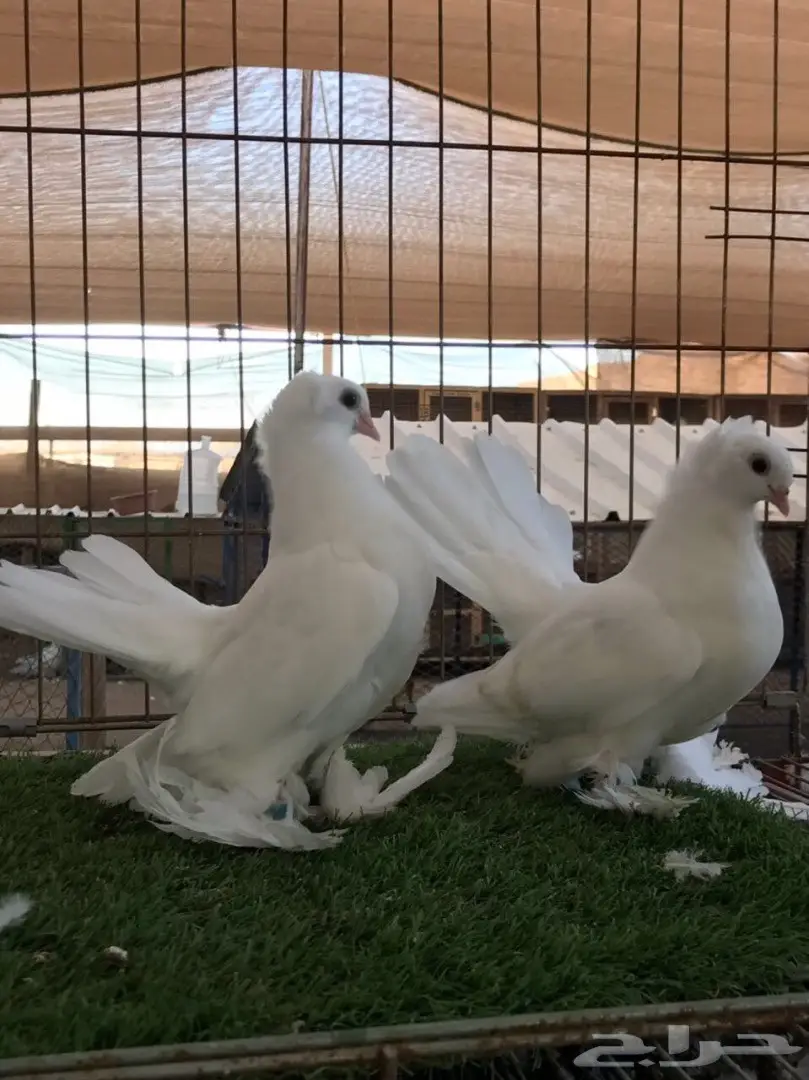 طبه كرنقو ابيض مستوه طيب 2018 Tob (image 4)