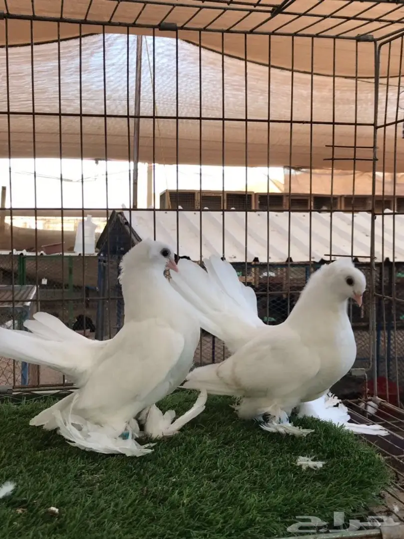 طبه كرنقو ابيض مستوه طيب 2018 Tob (image 6)