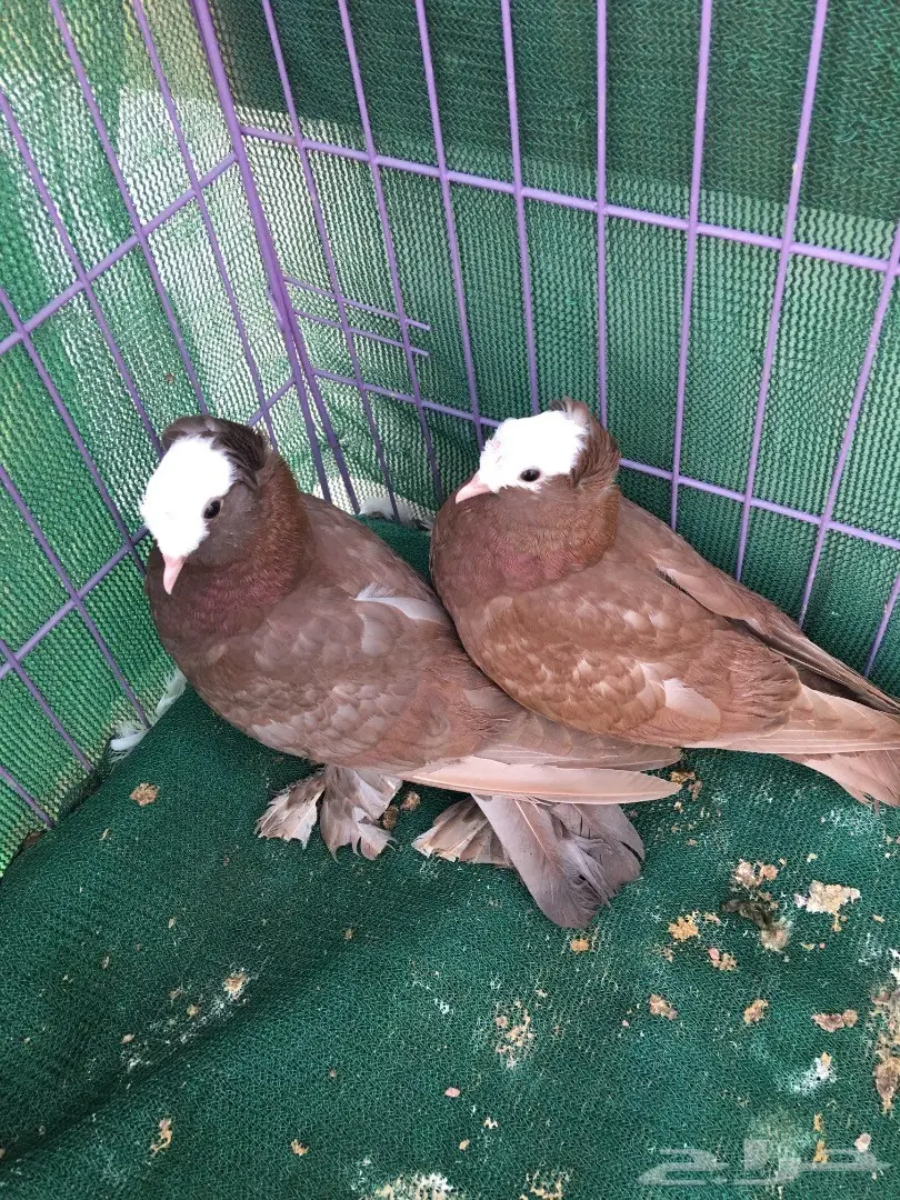 طبه ساكسون (Image 1)