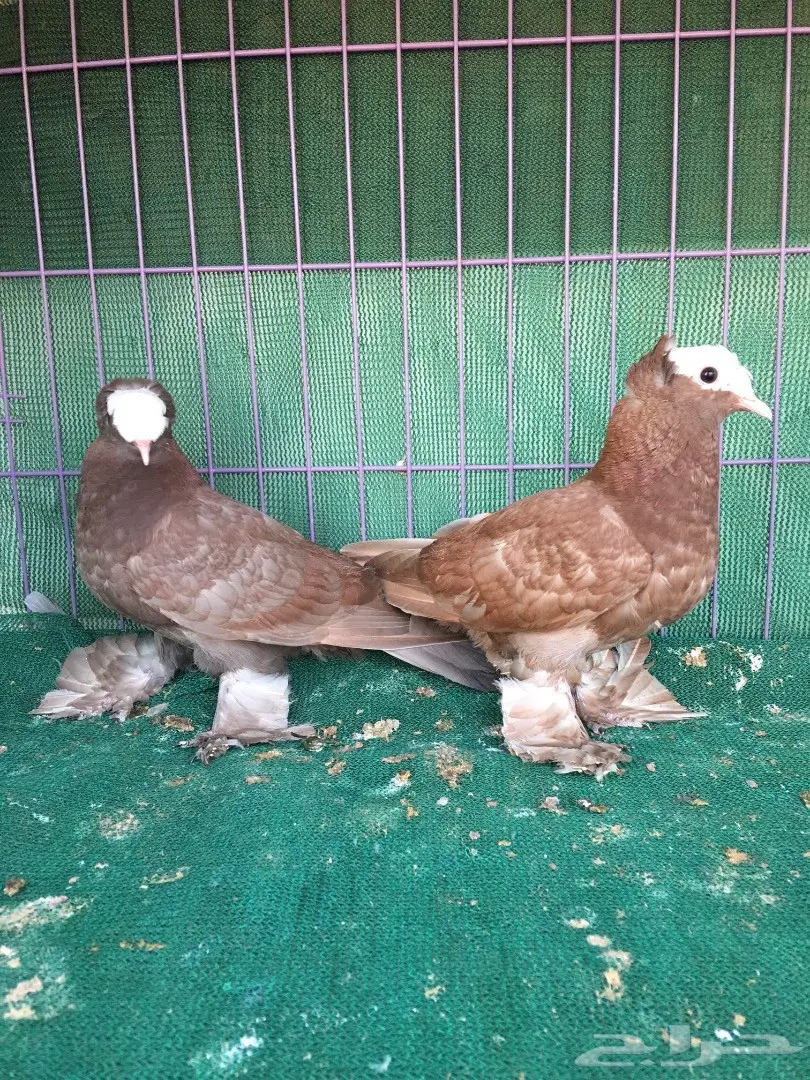 طبه ساكسون (image 1)