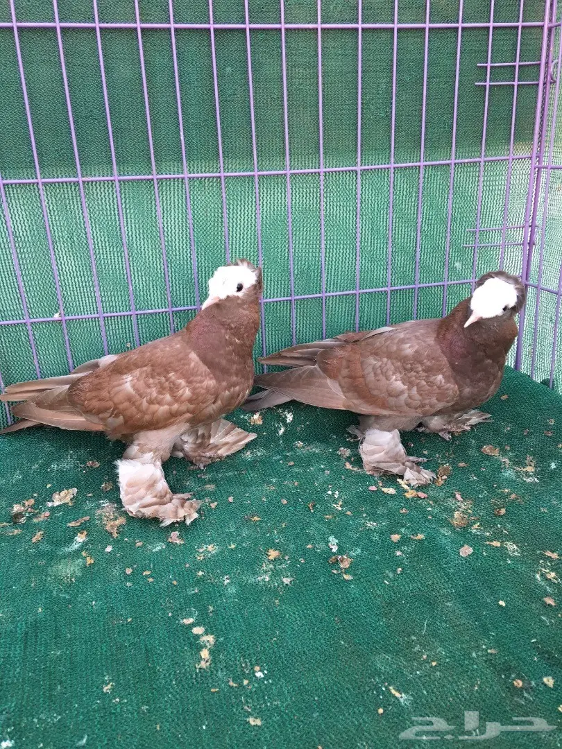 طبه ساكسون (image 2)