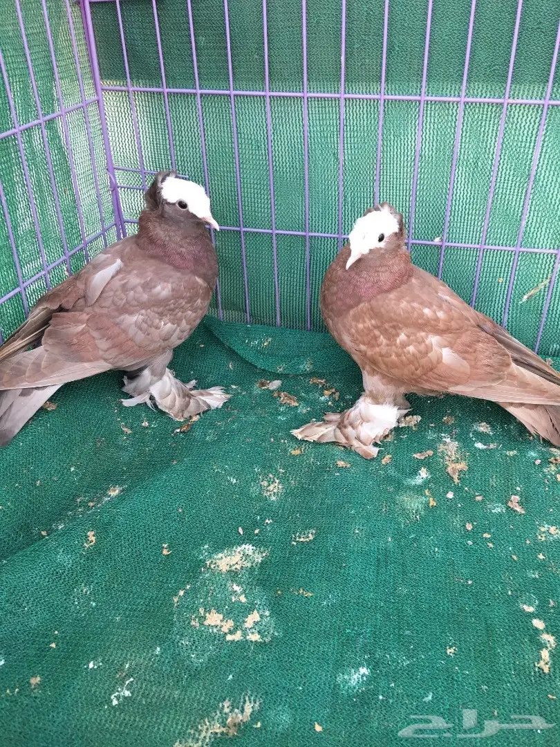 طبه ساكسون (image 5)