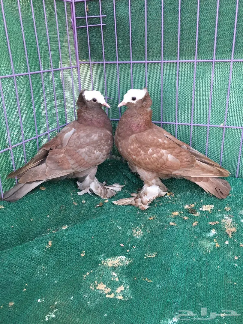 طبه ساكسون (image 6)