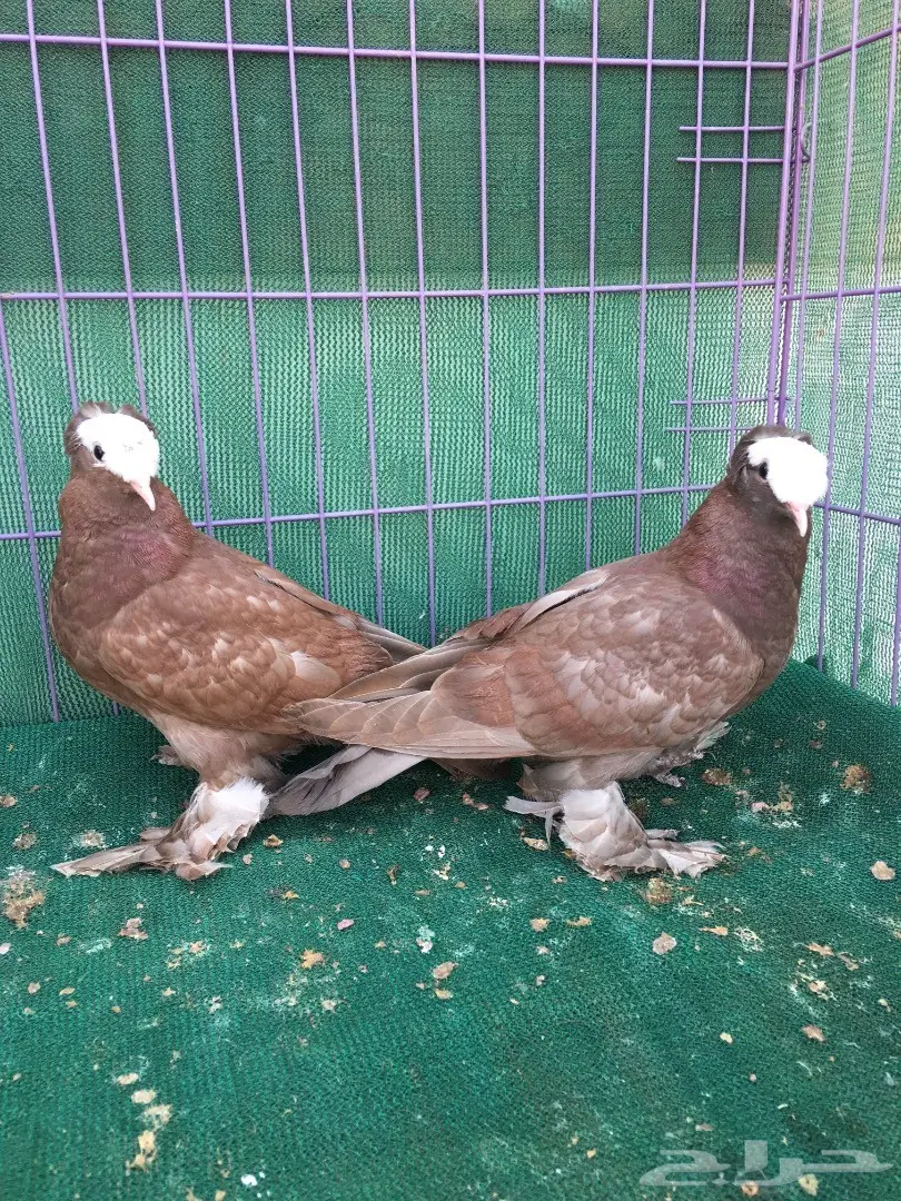 طبه ساكسون (image 8)