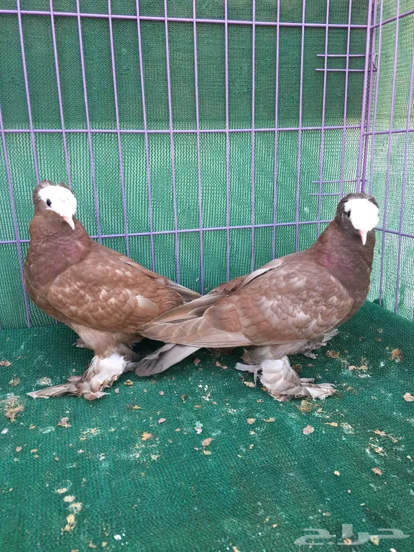 طبه ساكسون (image 9)