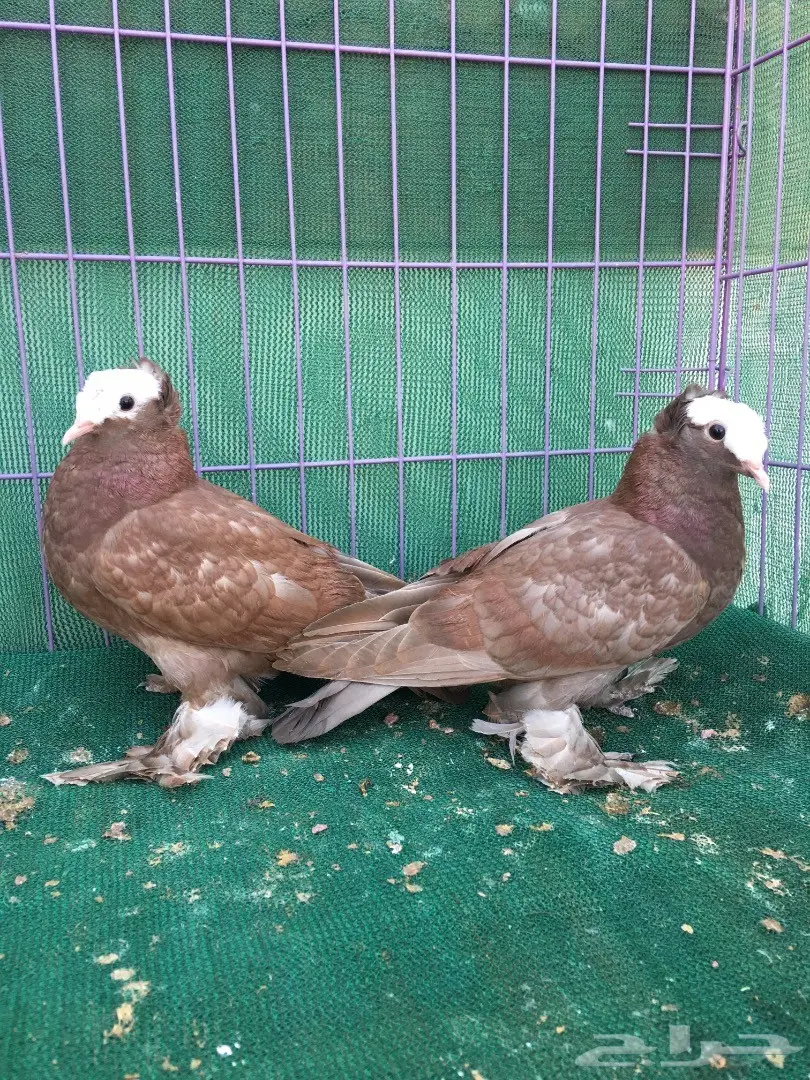 طبه ساكسون (image 10)