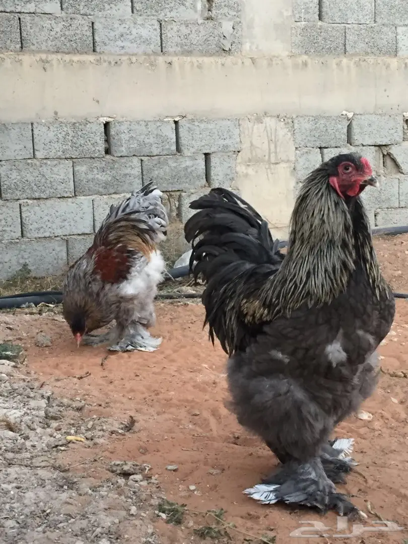 ديك براهما مستوى فاخخر