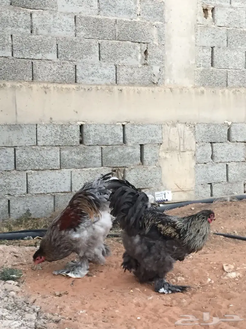 ديك براهما مستوى فاخخر (image 1)