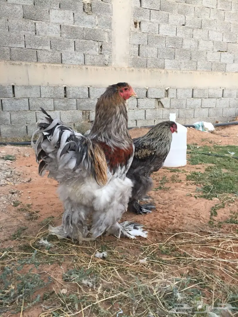 ديك براهما مستوى فاخخر (image 2)