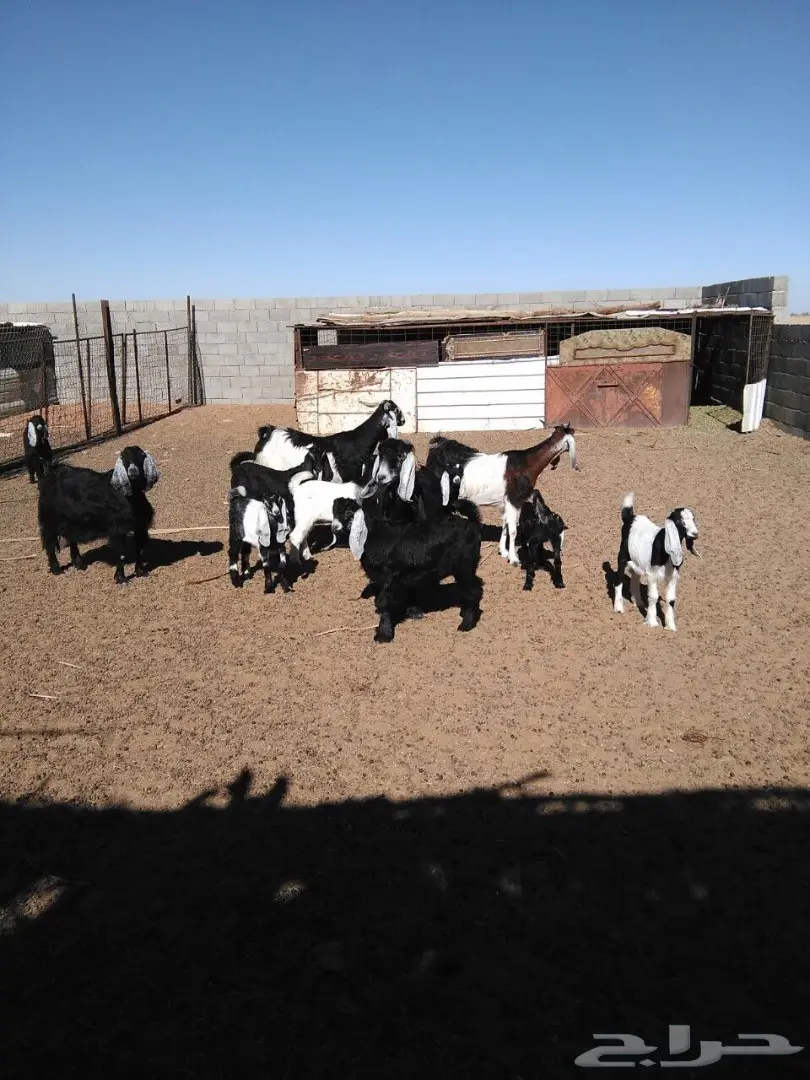 معزا دفيع ومضاريع وولد (image 2)