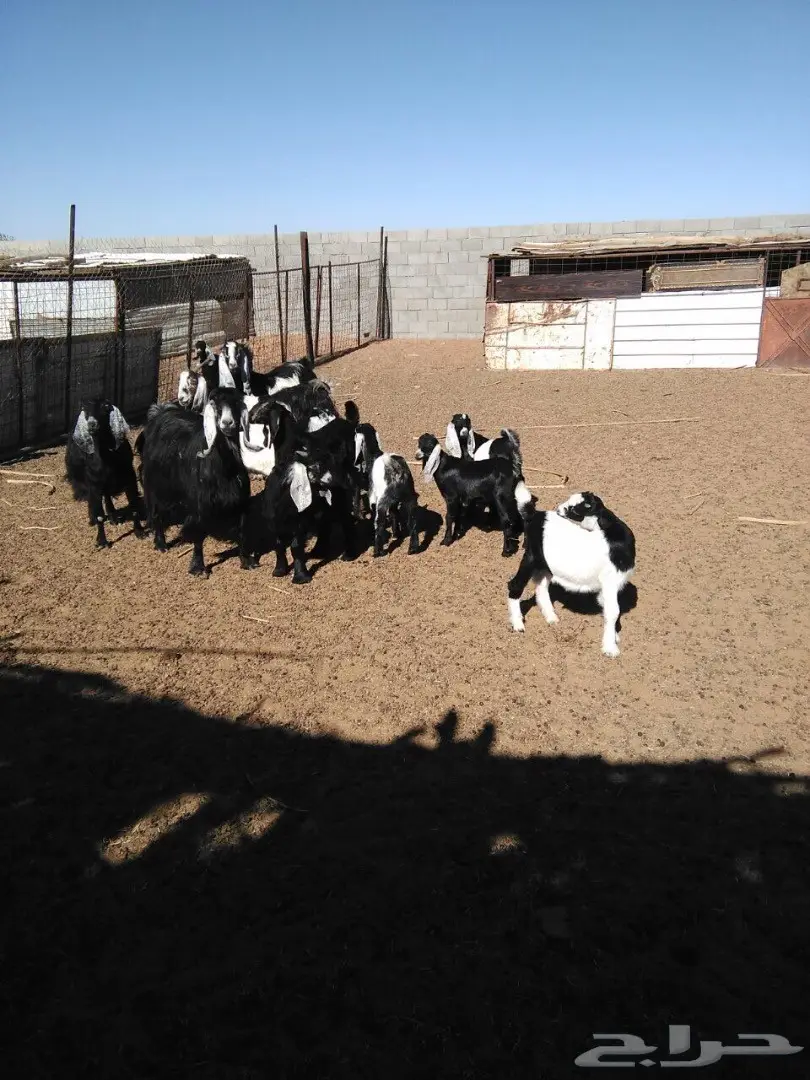 معزا دفيع ومضاريع وولد (image 3)