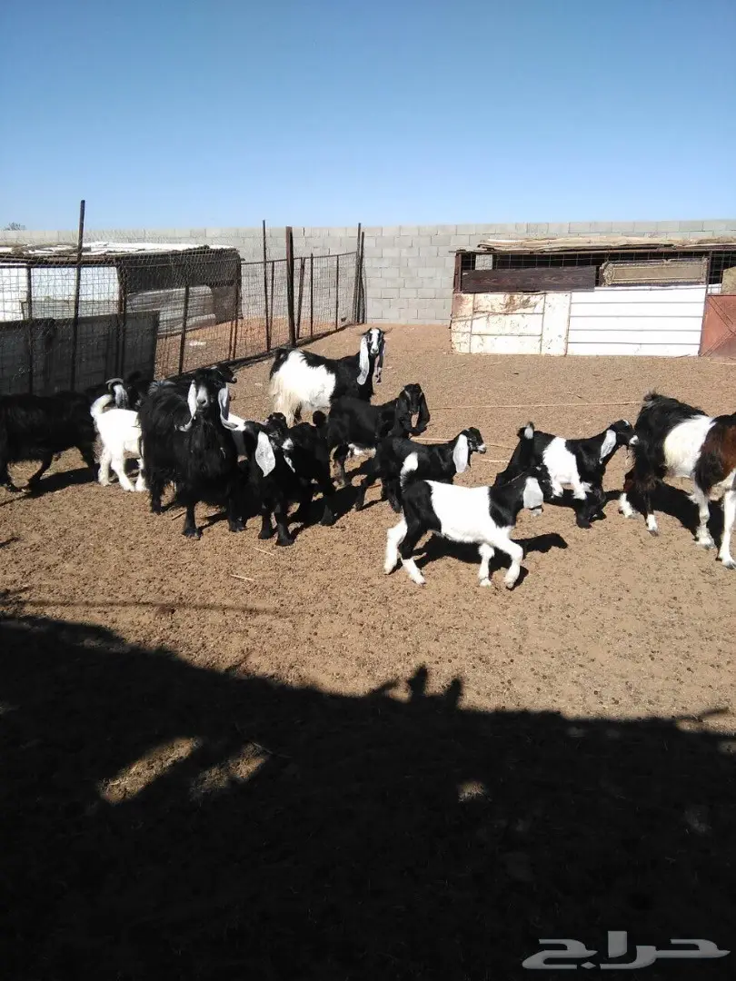 معزا دفيع ومضاريع وولد (image 4)