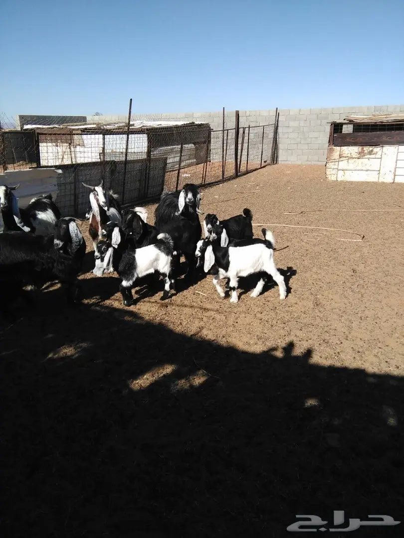 معزا دفيع ومضاريع وولد (image 5)