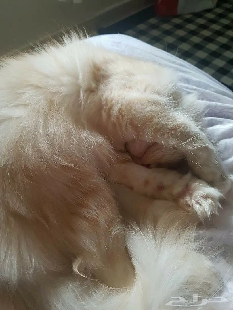 قطة شيرازي وهيمالايا بلو 