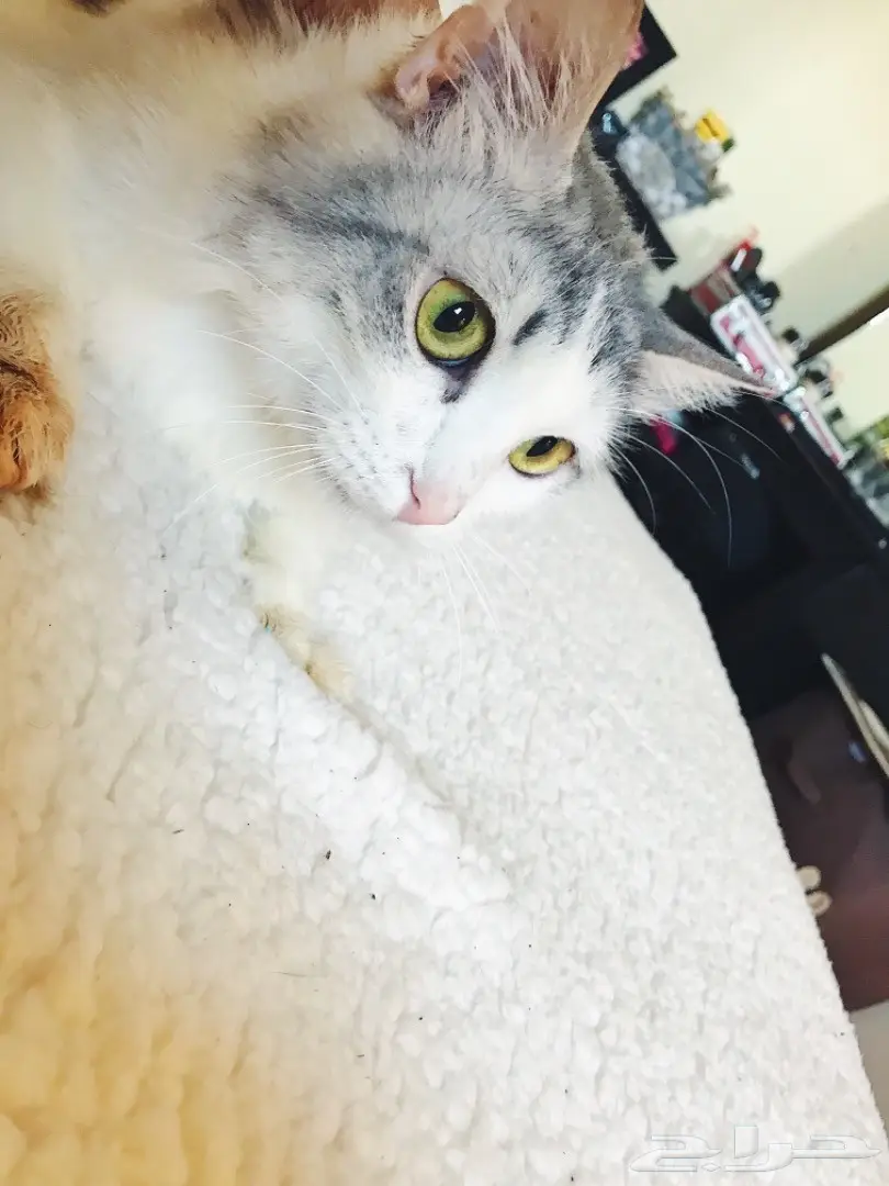 قطط شراز أنثى و ذكر - فرصة لا تُفوّت! (image 2)